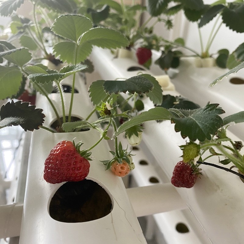 Hydroponisch kanaalbuis PVC la - Hydroponic Farming Agriculture recensie en prijs