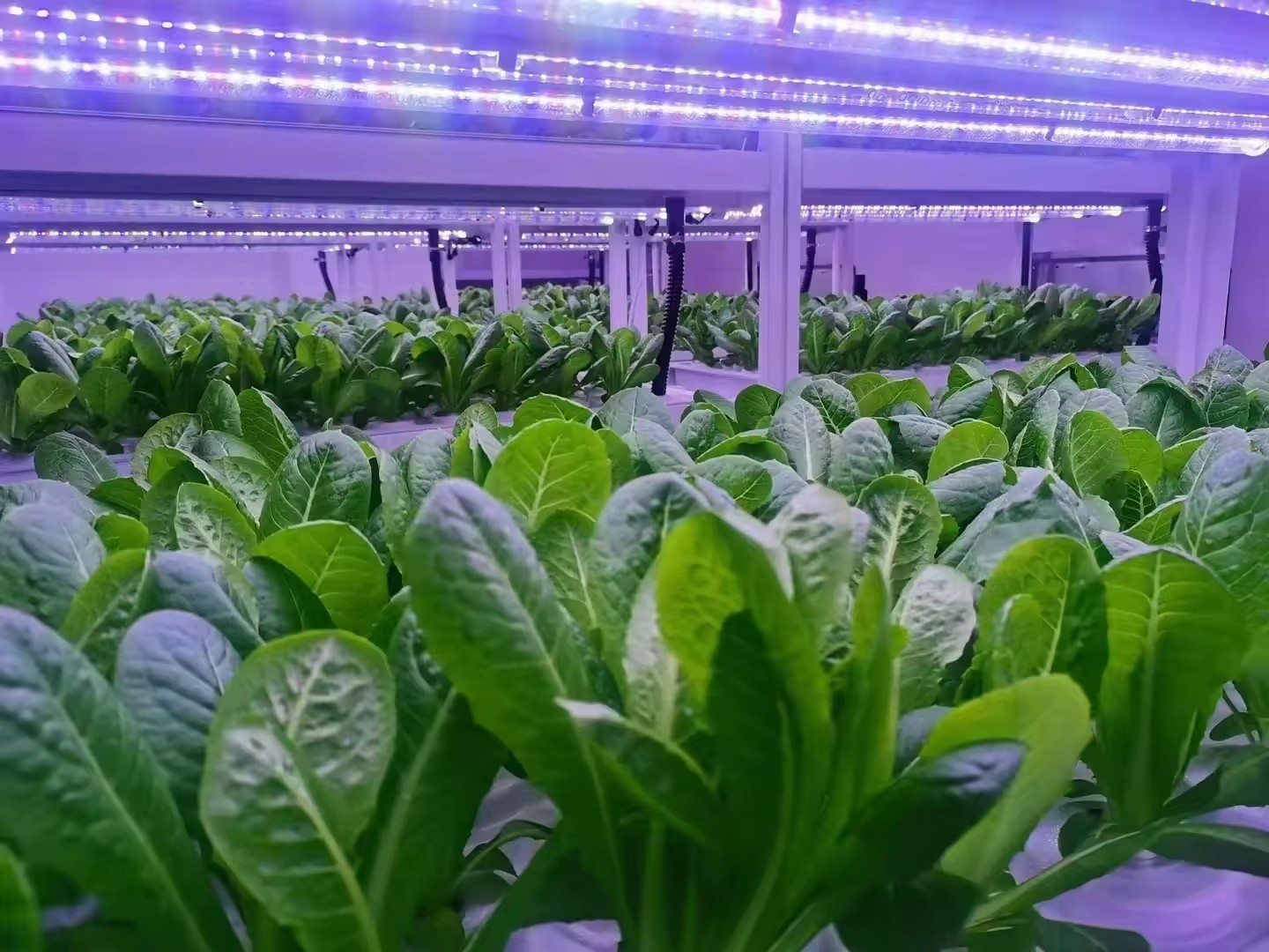 f Kas Landbouwuitrusting Groei - Agriculture Farming System recensie en prijs