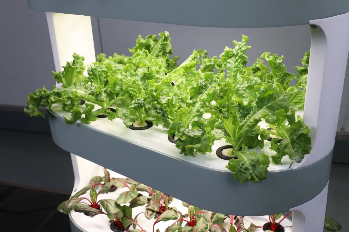 Fabrieksgroothandel unieke hyd - Hydroponic Farming Agriculture recensie en prijs