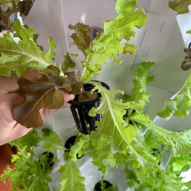 Verticale landbouw in kassen,  - Hydroponic Farming Agriculture recensie en prijs