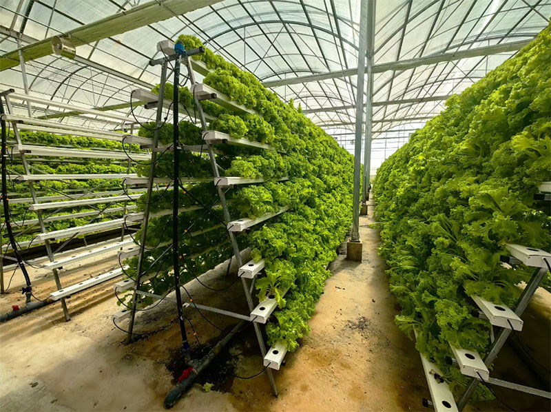 Landbouwkassen Sla Nft Hydrocu - Hydroponic Farming Agriculture recensie en prijs
