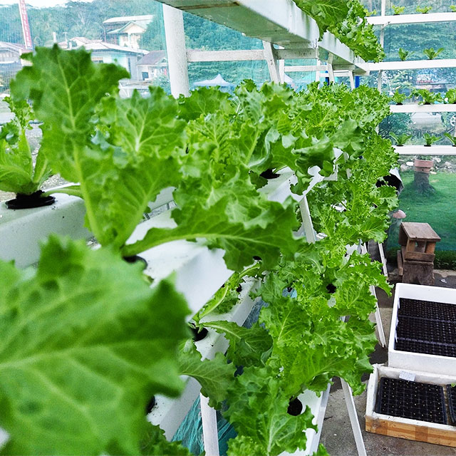Landbouwkassen Sla Nft Hydrocu - Hydroponic Farming Agriculture recensie en prijs
